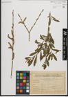 Foto von Salix purpurea L.